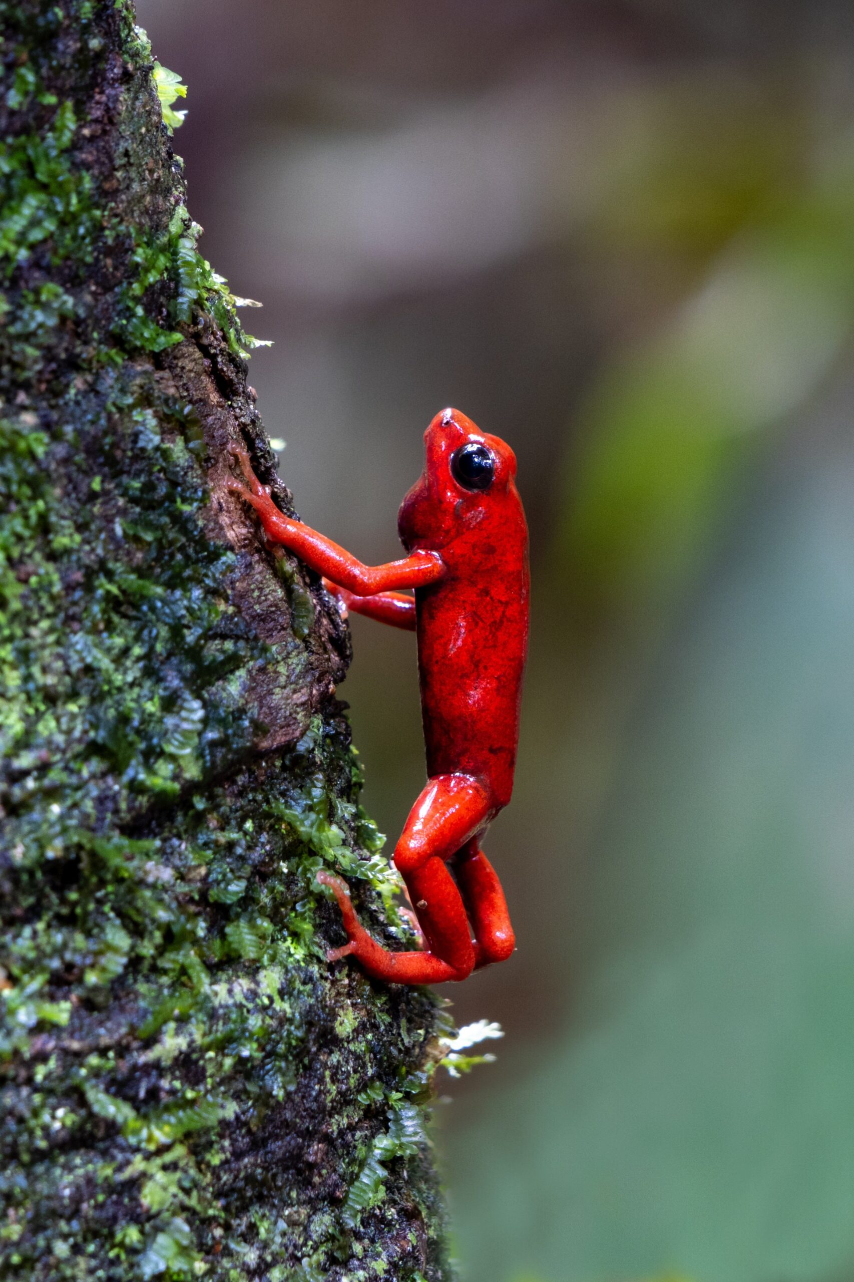 Bretkosa luleshtrydhe dhe krokodili i lumit